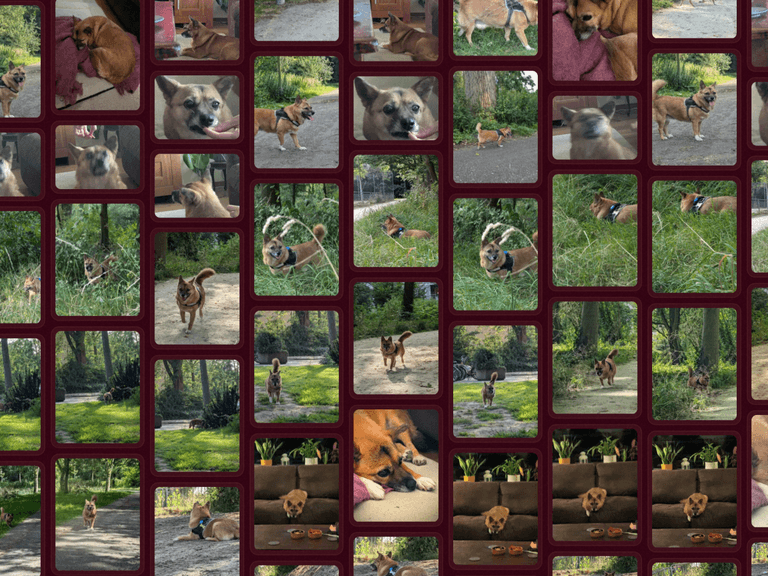Screenshot of the lovd gallery view showing photos in a grid